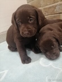 Labrador retriever šteniatka - 6