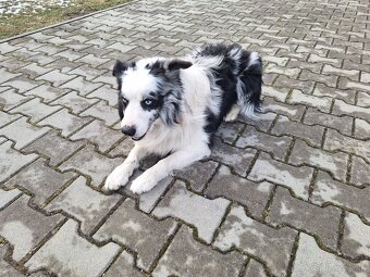 Border kólia blue merle - 6