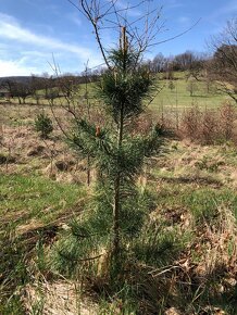 Sibírsky Céder (Pinus Sibirica) / Borovica Sibírska sadenice - 6