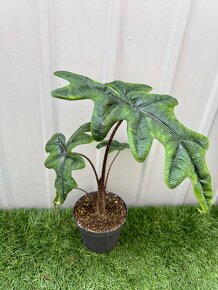 Alocasia Jacklyn - 6