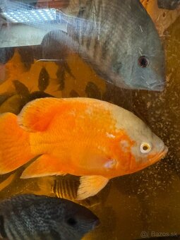 Astronotus ocellatus super RED CHILLI/ ocellatus NEMO - 6