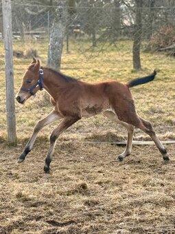 Kobylka Quarter Horse (AQH) - 6