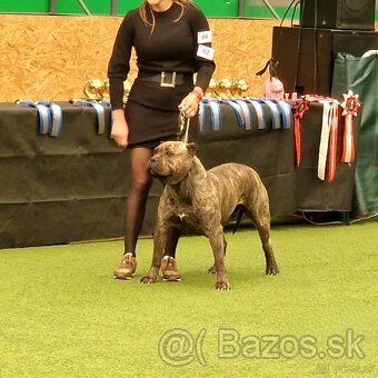 American bully xl xxl - 6