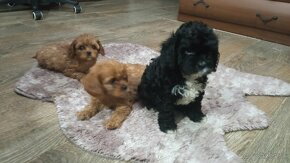 Cavapoo, cavapo (mama cavapoo, otec pudel) - 6