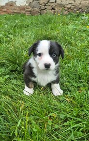 Welsh corgi cardigan štaniatka s PP - 6