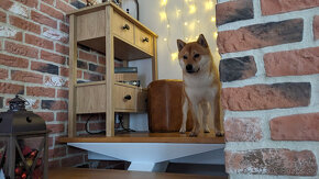 Samec shiba inu na krytie - 6