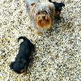 Yorkshire terrier, yorkshirsky terier, york - 6