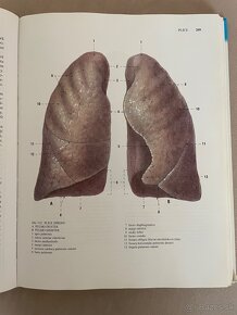 Anatómia Čihák 1,2,3 - 6