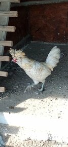 Predám kuriatka paduanka zdrobnela a ayam cemani - 6