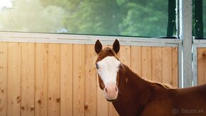 Téměř dvouletá Quarter Horse klisna, nominována na Futurity - 6