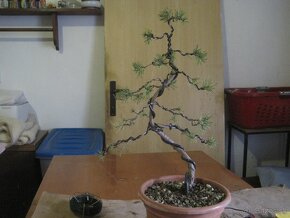 bonsai,bonsaj-BOROVICA - 6