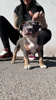 American Bully pocket - 6