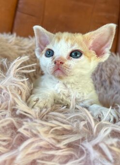 Devon Rex - 6