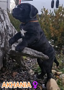 Cane Corso šteniatka s PP - 6