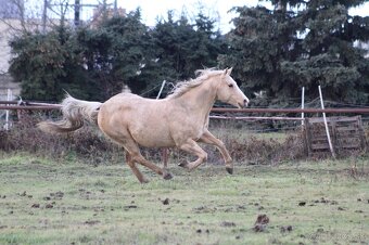 QH palomino kobyla - 6