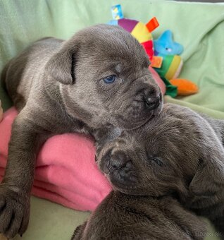 Cane corso šteniatka - 6