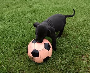 Cane Corso - 6