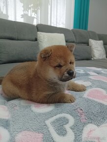 Shiba inu šteniatko - 6