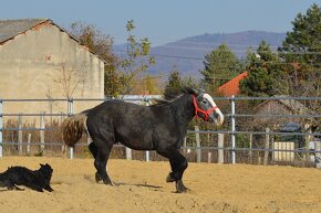 Predám percherona - žrebec - 6