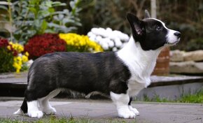 Welsh Corgi Cardigan FCI- krásná dívka - 6