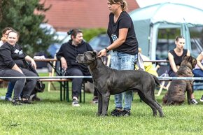 Šteniatka Cane Corso s PP FCI - 6