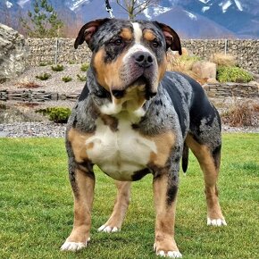 American bully xl - 6