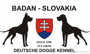 Nemecká doga modrá s PP - šteniatka - IHNEĎ K ODBERU - 6