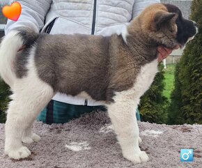 Americká akita (American akita) - 6