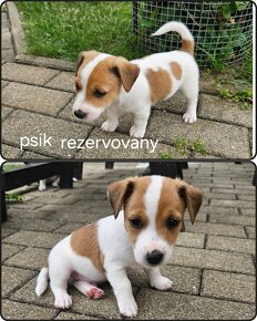 Jack russell terier - 6