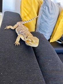 Agama bradata / Pogona vitticeps -dospely samec - 6