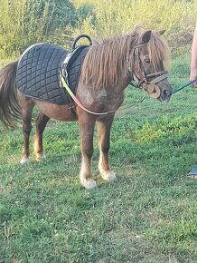 Predam shetland pony kobylu - 6