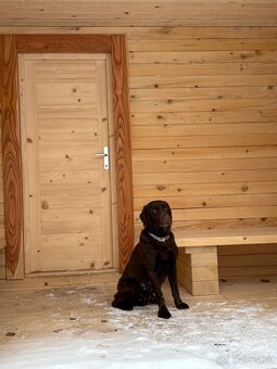 Čokoladovy labrador na krytie. - 6