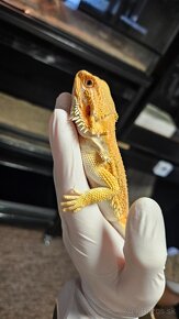 Agama bradata - pogona vitticeps - 6