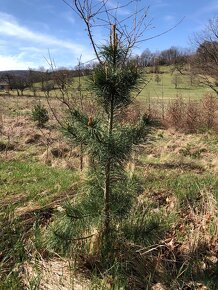 Sibírsky Céder / Pinus Sibirica - 6