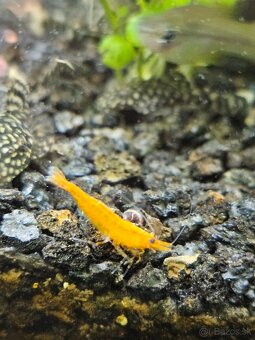 Krevetky neocaridina yelow a Red - 6