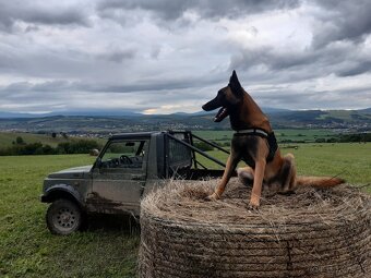 Belgicky ovčiak Malinois na Krytie - 6