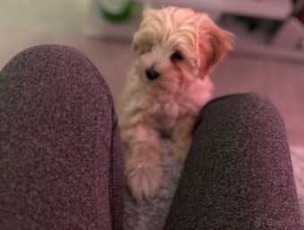 Maltipoo - 6