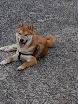 Darujem Shiba-inu ,psík - 6