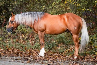 Ročný zrebcek QH reining - 6