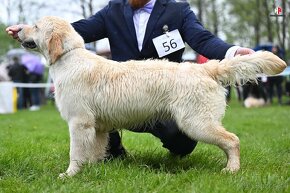 Zlatý retriever šteniatka s rodokmeňom - 6