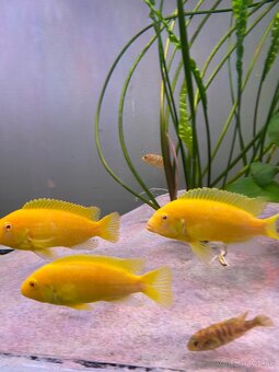 Labidochromis albino yellow - 6