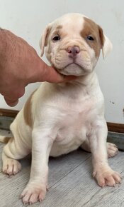 American bully xl, pitbull xxl - 6