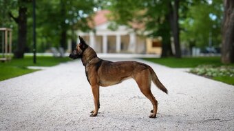 Fotenie psov a grafické služby– Celé Slovensko - 6