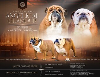 Anglicky Bulldog, buldog, buldok, englische bulldogge - 6