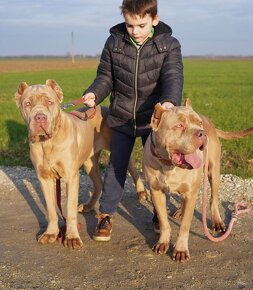 BANDOG - 6