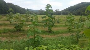 Paulownia vysadte si svoj vlastný les - 6