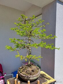 Bonsai / bonsaj - rozne, foto v prilohe, ponuka v texte - 6