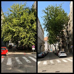 Stromy - arboristika - zahradnicke služby ???? - 6