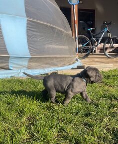 Cane Corso šteniatka - 6