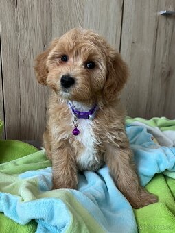 Maltipoo - 6